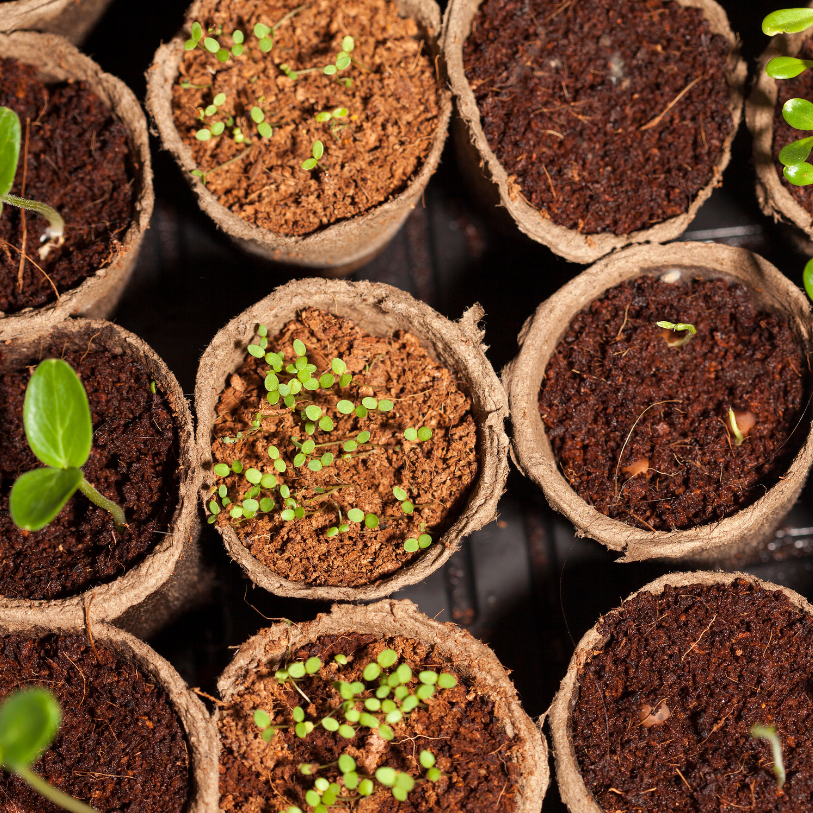 A top view of 9 paper cups with soil and green sprouts.